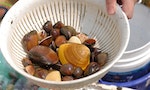 農委會水試所鑑定養殖文蛤DNA，發現新原生種「台灣文蛤」