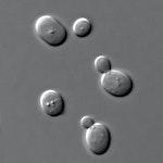 S_cerevisiae_under_DIC_microscopy