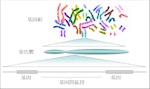 Human_genome_to_genes_zh