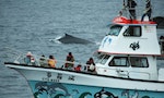 海洋科學家呼籲：賞鯨指南除了保持距離，應盡速納入船隻噪音管制