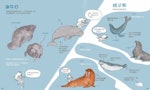 《動物小夥伴的超級海洋週末》：「美人魚」的真身是海牛、海獅、海豹，還是海象？