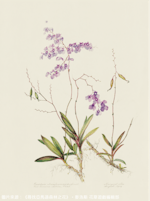 擬紫羅蘭