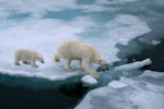 stock-photo-polar-bear-sow-and-cub-walk-