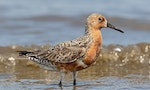 A Rufa Red Knot in the surf of the Delaware Bay in Cumberland County, NJ.