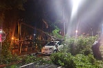台南入夜風雨增  樹倒殃及路邊汽車