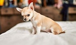 「梗圖之王」吉娃娃為什麼那麼兇？一文詳解這個世界上最小的犬種