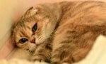 貓咪飼料也陷食安危機！獸醫師揭「低血鉀症」常見發生原因與症狀